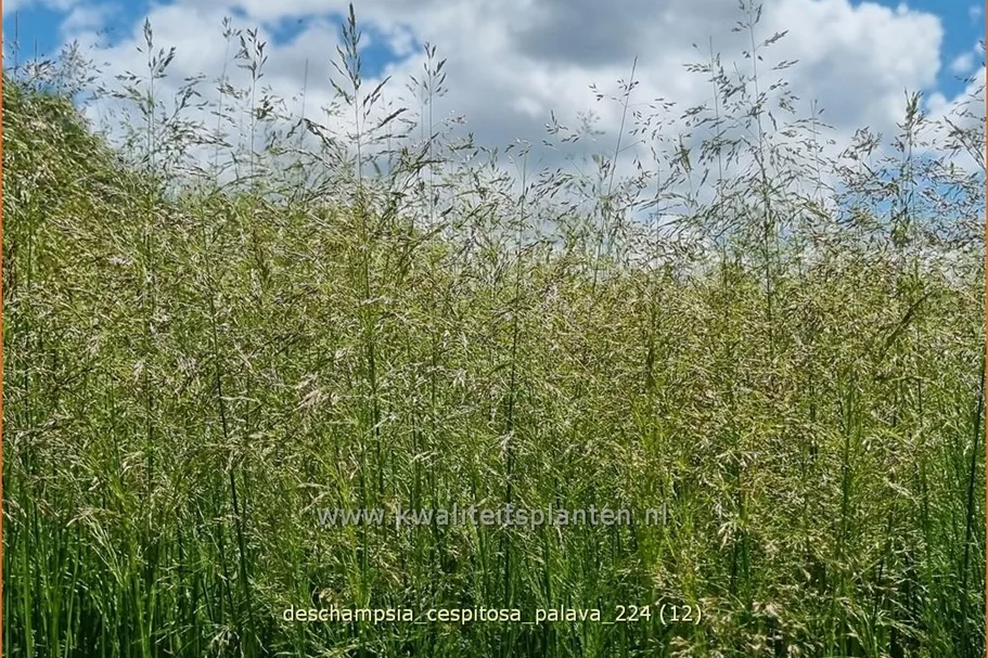 Deschampsia cespitosa 'Palava'