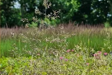 Deschampsia cespitosa 'Palava'