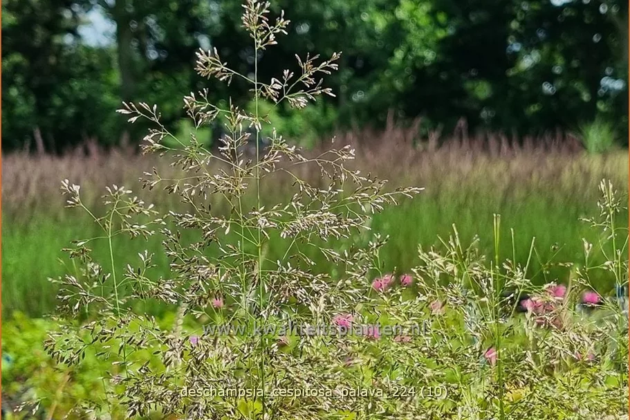 Deschampsia cespitosa 'Palava'