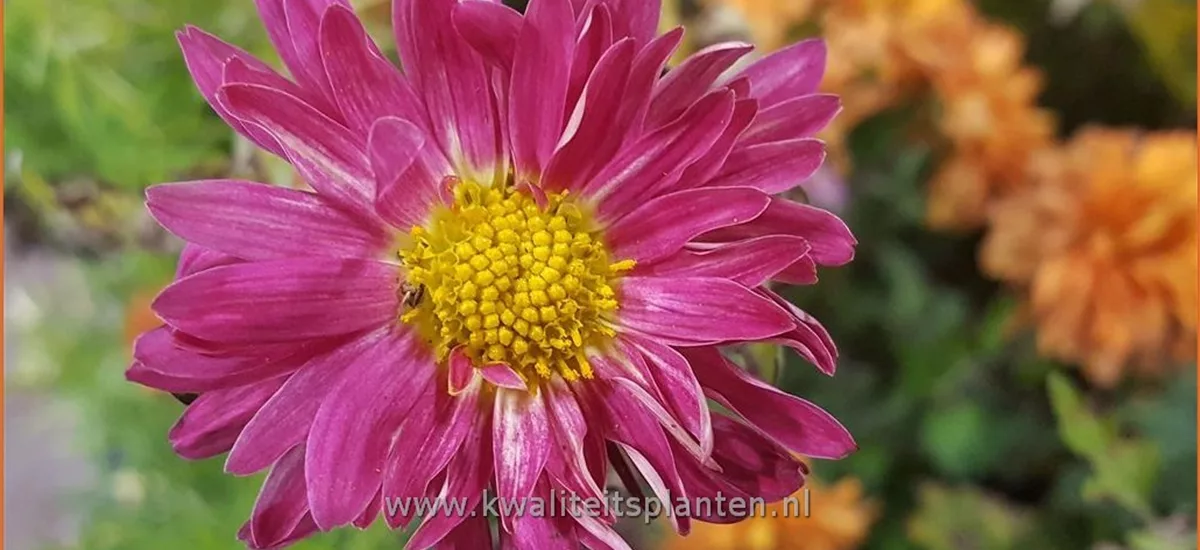 Chrysanthemum 'Oury'