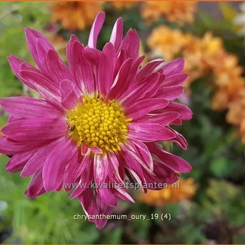 Chrysanthemum 'Oury'