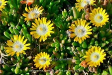 Delosperma cooperi 'Jewel of Desert Peridot'
