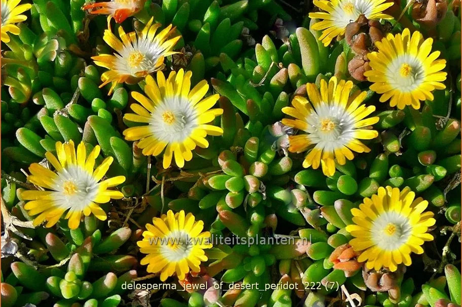 Delosperma cooperi 'Jewel of Desert Peridot'