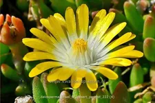 Delosperma cooperi 'Jewel of Desert Peridot'