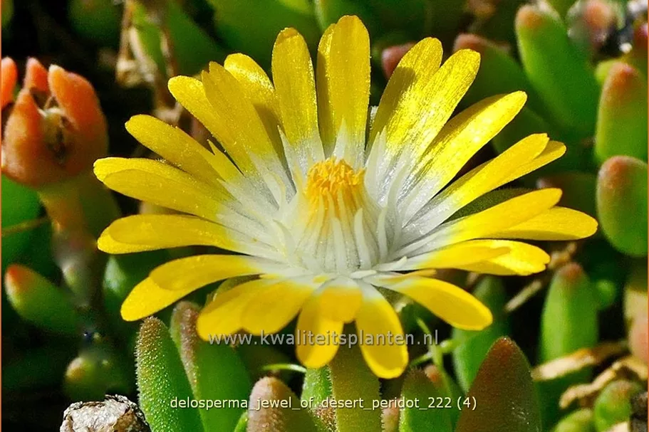 Delosperma cooperi 'Jewel of Desert Peridot'