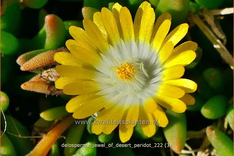 Delosperma cooperi 'Jewel of Desert Peridot'