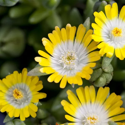 Delosperma cooperi 'Jewel of Desert Peridot'