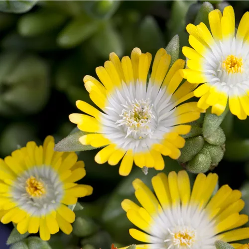 Delosperma cooperi 'Jewel of Desert Peridot'