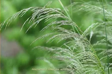 Deschampsia cespitosa 'Schotland'