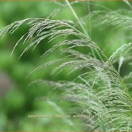 Deschampsia cespitosa 'Schotland'