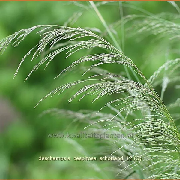 Deschampsia cespitosa 'Schotland'