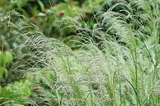 Deschampsia cespitosa 'Schotland'