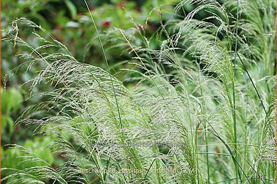 Deschampsia cespitosa 'Schotland'