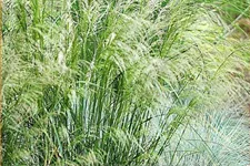 Deschampsia cespitosa 'Schotland'