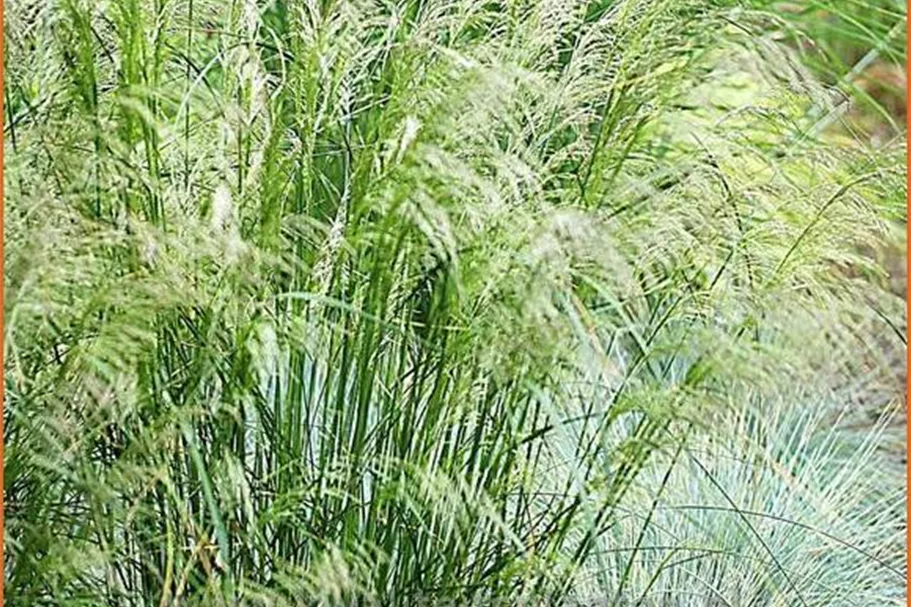 Deschampsia cespitosa 'Schotland'
