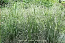 Deschampsia cespitosa 'Schotland'