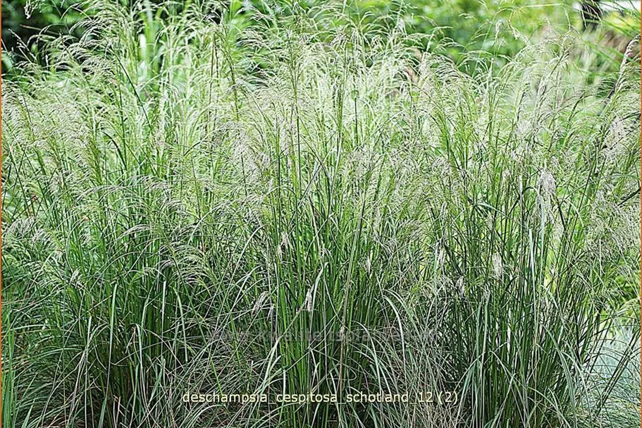 Deschampsia cespitosa 'Schotland'