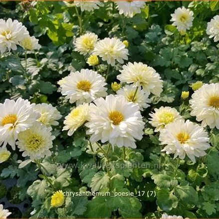 Chrysanthemum x grandiflorum 'Poesie'