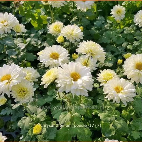 Chrysanthemum x grandiflorum 'Poesie'