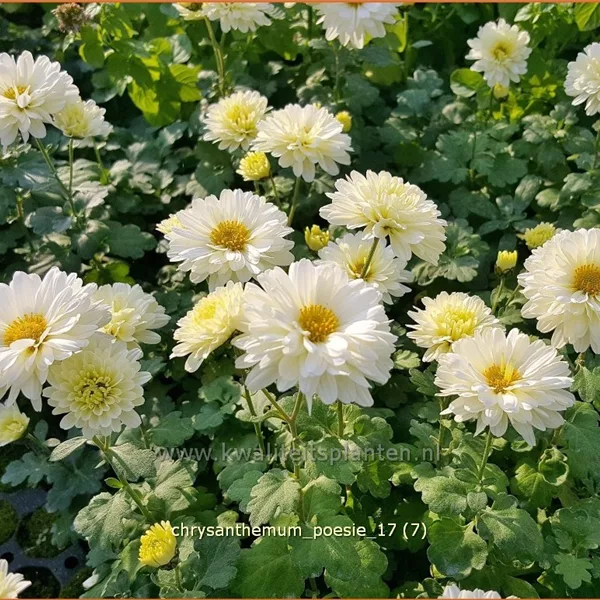 Chrysanthemum x grandiflorum 'Poesie'