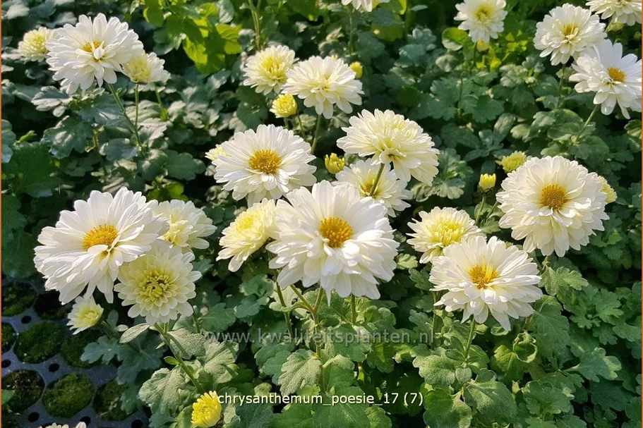 Chrysanthemum x grandiflorum 'Poesie'