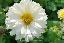 Chrysanthemum x grandiflorum 'Poesie'