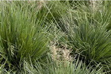 Deschampsia cespitosa 'Tardiflora'