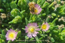 Delosperma 'Jewel of Desert Rosequarts'