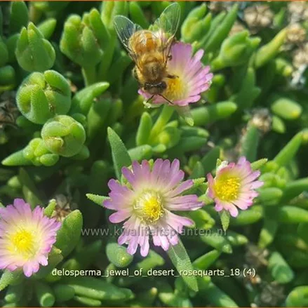 Delosperma 'Jewel of Desert Rosequarts'