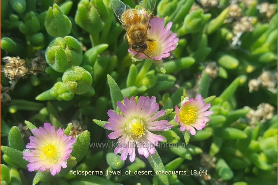 Delosperma 'Jewel of Desert Rosequarts'