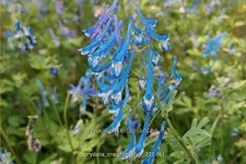 Corydalis 'Craigton Blue'