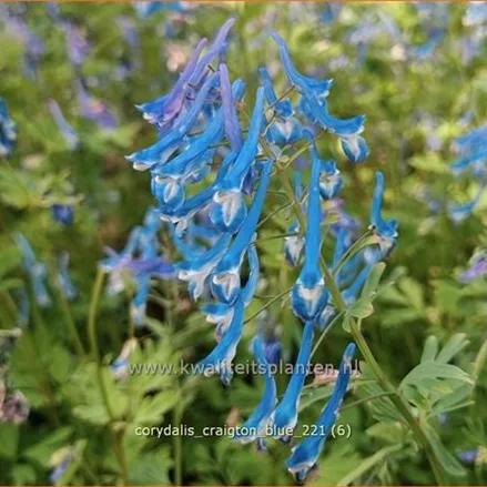 Corydalis 'Craigton Blue'