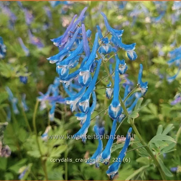 Corydalis 'Craigton Blue'