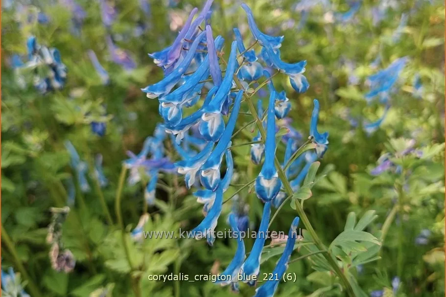 Corydalis 'Craigton Blue'