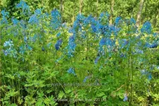 Corydalis 'Craigton Blue'