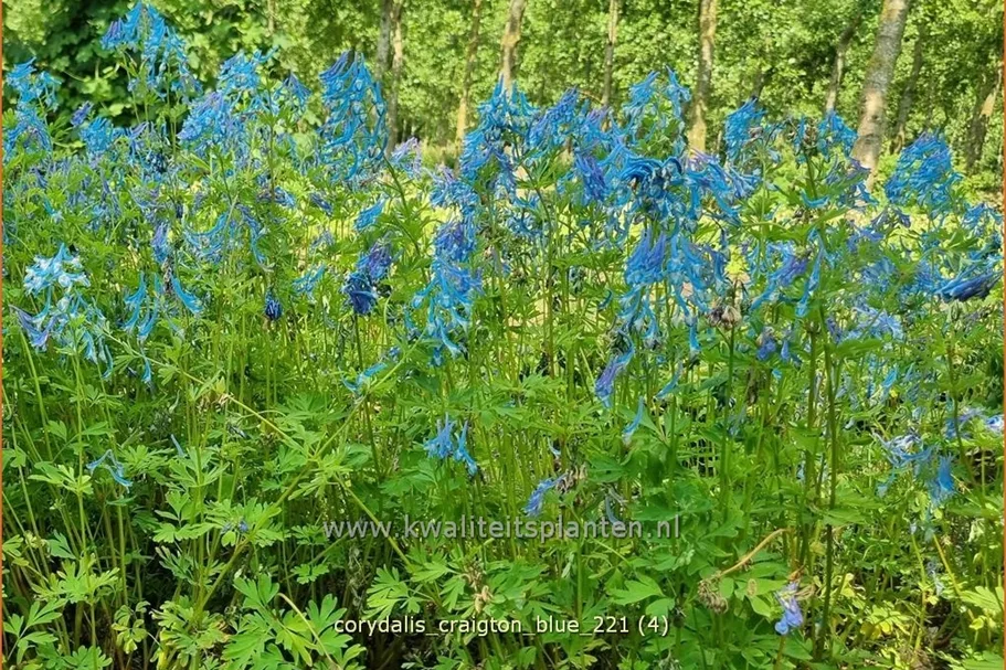 Corydalis 'Craigton Blue'