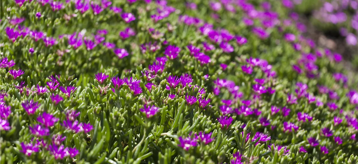 Delosperma lavesii