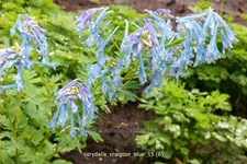 Corydalis 'Craigton Blue'