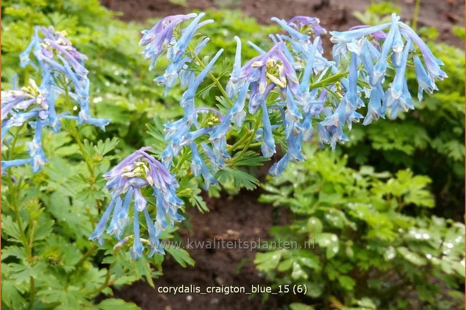 Corydalis 'Craigton Blue'
