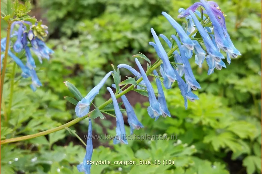 Corydalis 'Craigton Blue'