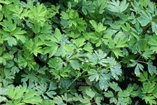 Corydalis 'Craigton Blue'