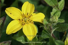 Chrysogonum virginianum