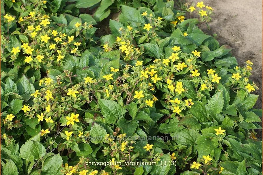 Chrysogonum virginianum