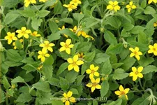 Chrysogonum virginianum