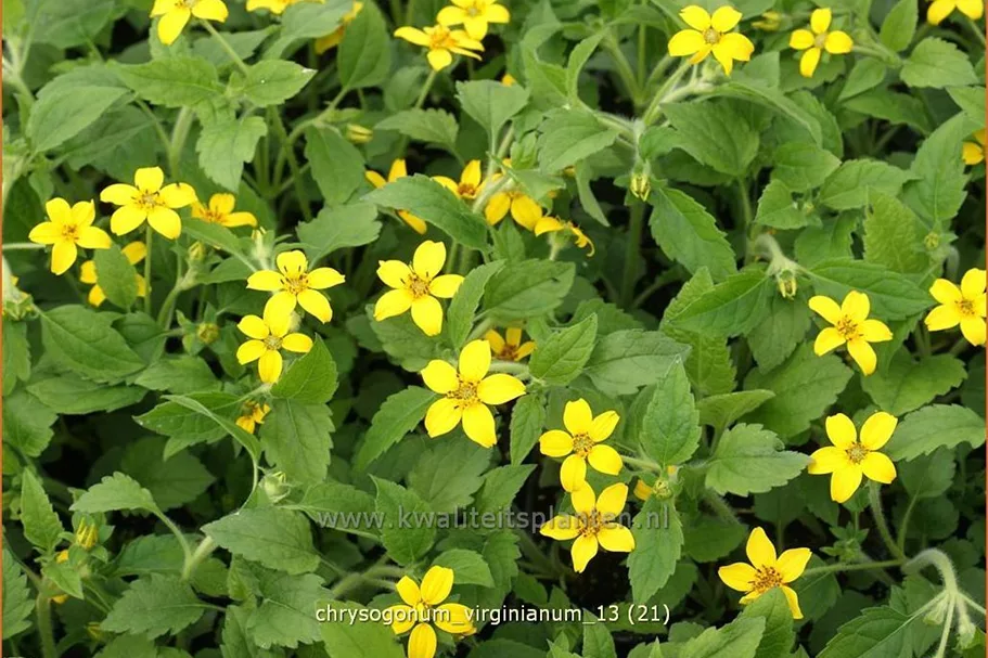 Chrysogonum virginianum