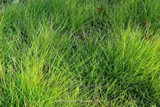 Deschampsia flexuosa