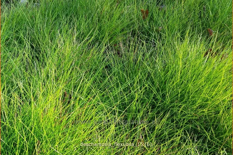 Deschampsia flexuosa