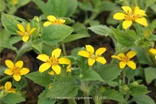 Chrysogonum virginianum