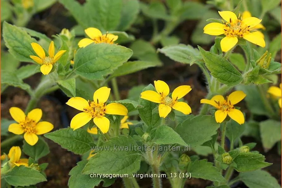 Chrysogonum virginianum