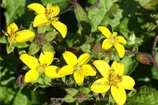 Chrysogonum virginianum